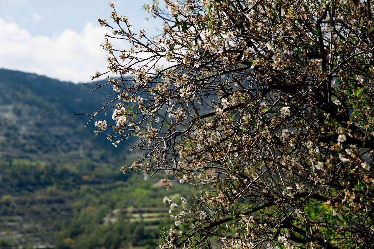 The Old Olive Mill House By Trulycyprus Villa Dhoros Eksteriør bilde